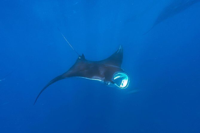 Whale Shark Encounter Full-Day all inclusive Tour from Riviera Maya - Bonus snorkeling and marine life you might catch on the route