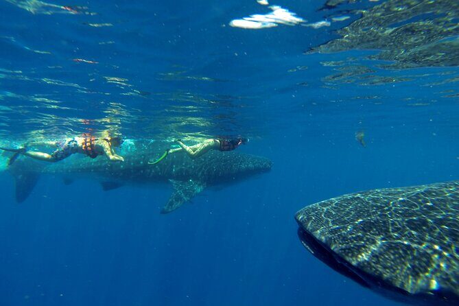 Whale Shark Encounter Full-Day all inclusive Tour from Riviera Maya - Food, gear, and what to bring (sunscreen rules matter)