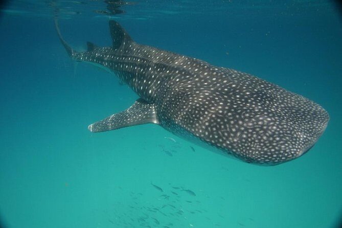 Whale Shark Encounter Full-Day all inclusive Tour from Riviera Maya - Comfort and safety: early water time, rough rides, and group control