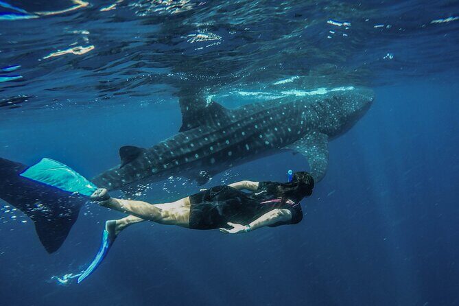 Whale Shark Encounter Full-Day all inclusive Tour from Riviera Maya - The whale shark encounter: 15-minute snorkel rounds with real coaching