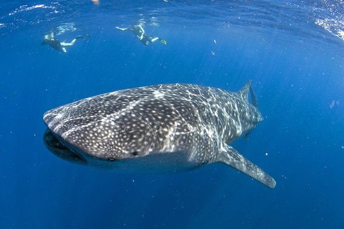 Whale shark encounter Private tour - swim with whale shark cancun - Key highlights at a glance