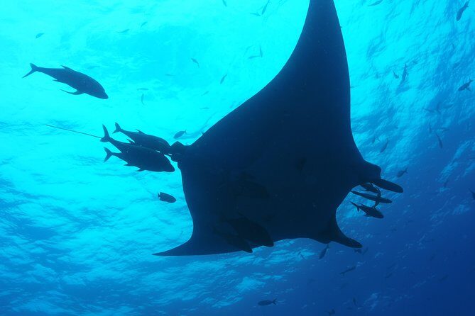 Whale shark encounter Private tour - swim with whale shark cancun - Getting There: Playa del Carmen to the Marine Zone