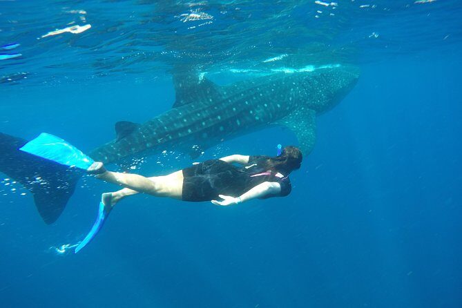 Whale shark encounter Private tour - swim with whale shark cancun - Beyond Whale Sharks: What to Look For on the Route and Boat
