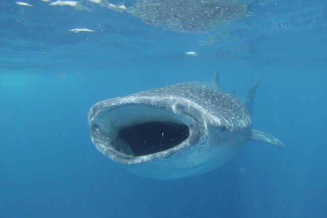 Whale shark encounter Private tour - swim with whale shark cancun - Small Trade-Offs to Know Before You Go