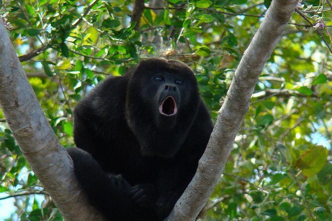 Wild Monkey Tour (Private, Half Day) - Key things to know before you go