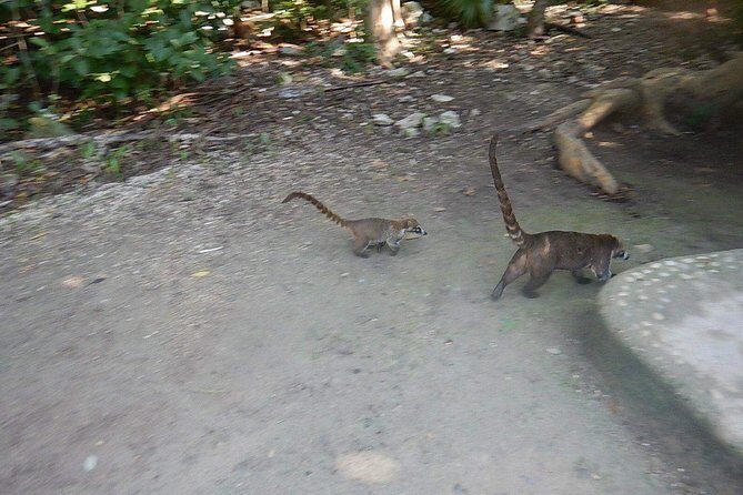 Wild Monkey Tour (Private, Half Day) - Punta Laguna Nature Reserve: the monkey hunt that actually feels natural