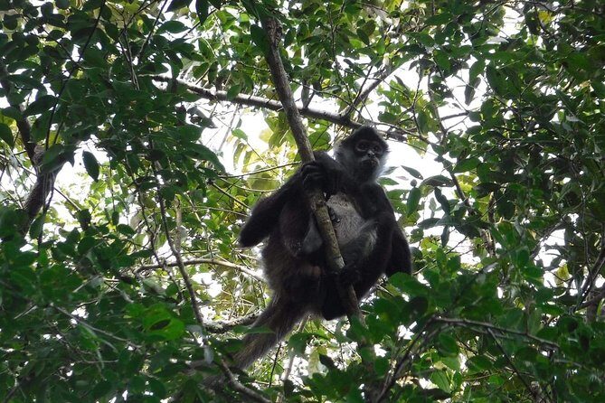 Wild Monkey Tour (Private, Half Day) - How the guide improves your monkey odds (Rodrigo, Eli, Nelson, and friends)