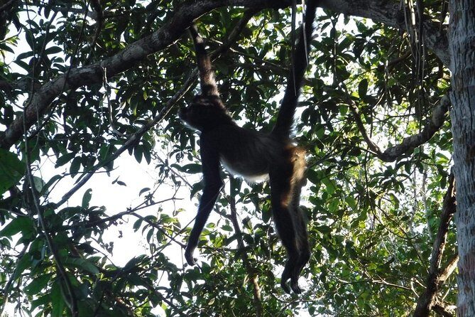 Wild Monkey Tour (Private, Half Day) - Wildlife spotting reality check: when rain changes the plan