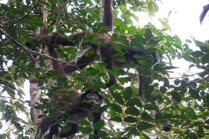 Wild Monkey Tour (Private, Half Day) - Snacks, water, and comfort on a warm afternoon