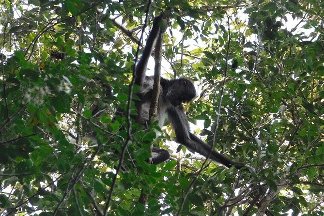 Wild Monkey Tour (Private, Half Day) - Price and value: is $189 per person worth it?