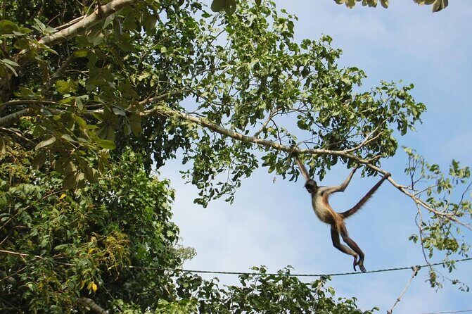 Wild Monkey Tour (Private, Half Day) - Private, half-day logistics from Tulum, Akumal, or Puerto Aventuras
